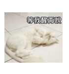 Live with PiPi（個別スタンプ：9）