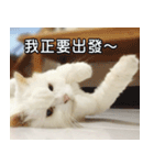 Live with PiPi（個別スタンプ：12）
