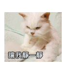 Live with PiPi（個別スタンプ：13）