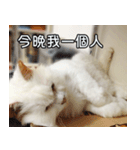 Live with PiPi（個別スタンプ：14）