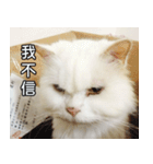 Live with PiPi（個別スタンプ：15）