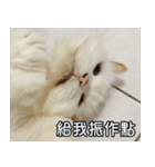 Live with PiPi（個別スタンプ：17）