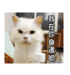 Live with PiPi（個別スタンプ：18）