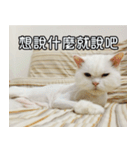 Live with PiPi（個別スタンプ：19）