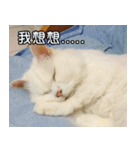 Live with PiPi（個別スタンプ：20）