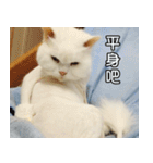 Live with PiPi（個別スタンプ：21）