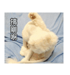 Live with PiPi（個別スタンプ：22）