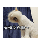 Live with PiPi（個別スタンプ：23）