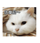 Live with PiPi（個別スタンプ：24）