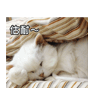 Live with PiPi（個別スタンプ：25）