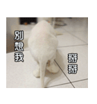 Live with PiPi（個別スタンプ：26）