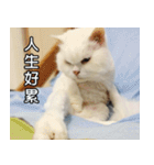 Live with PiPi（個別スタンプ：27）