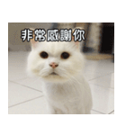 Live with PiPi（個別スタンプ：28）