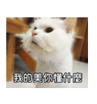 Live with PiPi（個別スタンプ：29）