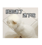 Live with PiPi（個別スタンプ：30）