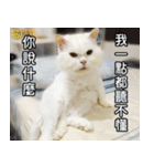 Live with PiPi（個別スタンプ：31）