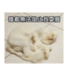 Live with PiPi（個別スタンプ：32）