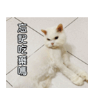 Live with PiPi（個別スタンプ：33）