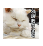 Live with PiPi（個別スタンプ：34）