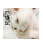 Live with PiPi（個別スタンプ：35）