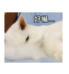 Live with PiPi（個別スタンプ：36）