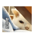 Live with PiPi（個別スタンプ：37）