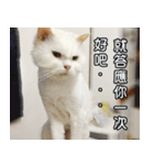 Live with PiPi（個別スタンプ：38）