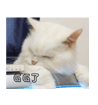 Live with PiPi（個別スタンプ：39）