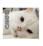 Live with PiPi（個別スタンプ：40）