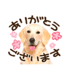 犬写真スタンプ3【敬語・ていねい語】（個別スタンプ：1）