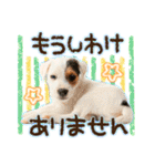 犬写真スタンプ3【敬語・ていねい語】（個別スタンプ：6）