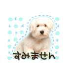 犬写真スタンプ3【敬語・ていねい語】（個別スタンプ：8）
