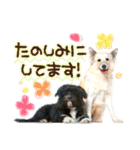 犬写真スタンプ3【敬語・ていねい語】（個別スタンプ：10）