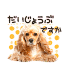 犬写真スタンプ3【敬語・ていねい語】（個別スタンプ：28）
