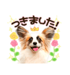 犬写真スタンプ3【敬語・ていねい語】（個別スタンプ：30）