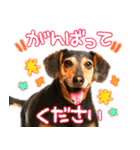 犬写真スタンプ3【敬語・ていねい語】（個別スタンプ：36）