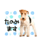 犬写真スタンプ3【敬語・ていねい語】（個別スタンプ：39）