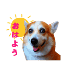 コーギー犬カイの日常会話（個別スタンプ：1）