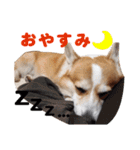 コーギー犬カイの日常会話（個別スタンプ：2）