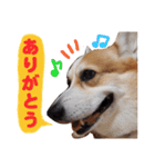 コーギー犬カイの日常会話（個別スタンプ：3）