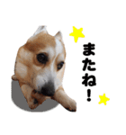 コーギー犬カイの日常会話（個別スタンプ：4）