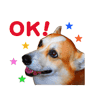 コーギー犬カイの日常会話（個別スタンプ：5）