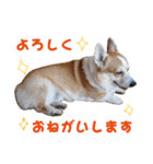 コーギー犬カイの日常会話（個別スタンプ：6）
