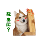 コーギー犬カイの日常会話（個別スタンプ：7）