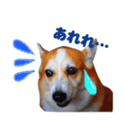 コーギー犬カイの日常会話（個別スタンプ：8）