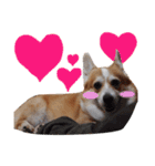 コーギー犬カイの日常会話（個別スタンプ：9）