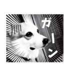 コーギー犬カイの日常会話（個別スタンプ：13）