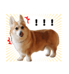 コーギー犬カイの日常会話（個別スタンプ：14）