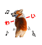 コーギー犬カイの日常会話（個別スタンプ：15）