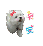 Maltese Large collection2（個別スタンプ：1）